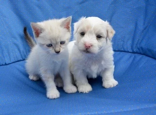【雑学クイズ】犬猫好きなら割と簡単かも？